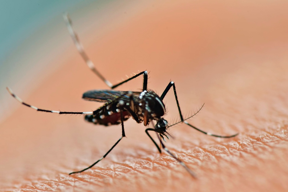Dengue en Funes: desde Salud resaltan la importancia del descacharrado y cuidado personal